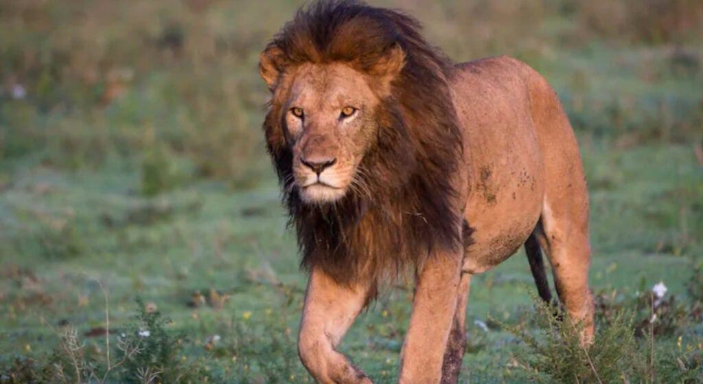 A majestic male lion in the Serengeti National Park, Tanzania | Photo credit: Usawa Serengeti Mobile Camp