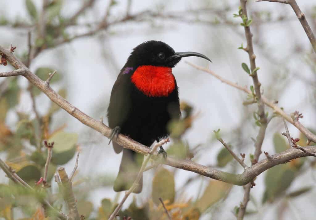 Scarlet-chested sunbird.