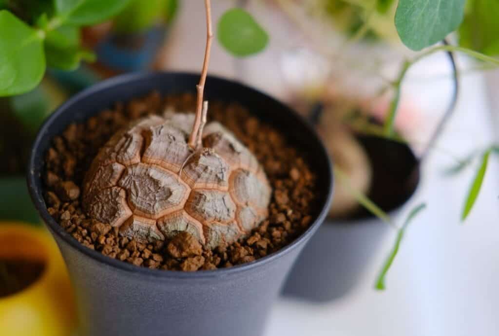 Ebutsini Wild Yam (Dioscorea strydomiana)