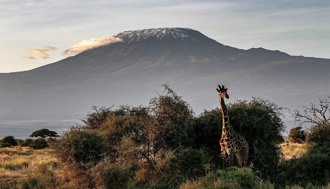 A view of giraffe in front of Kilimanjaro