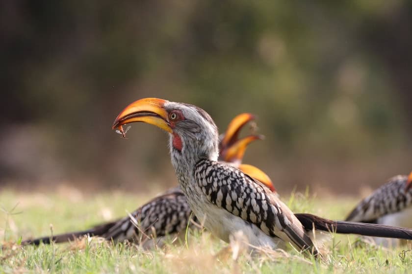 Southern Yellow Billed Hornbill feeding on flying ants