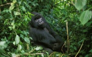 Male mountain gorilla among green vegetation in Virunga Park, Rwanda