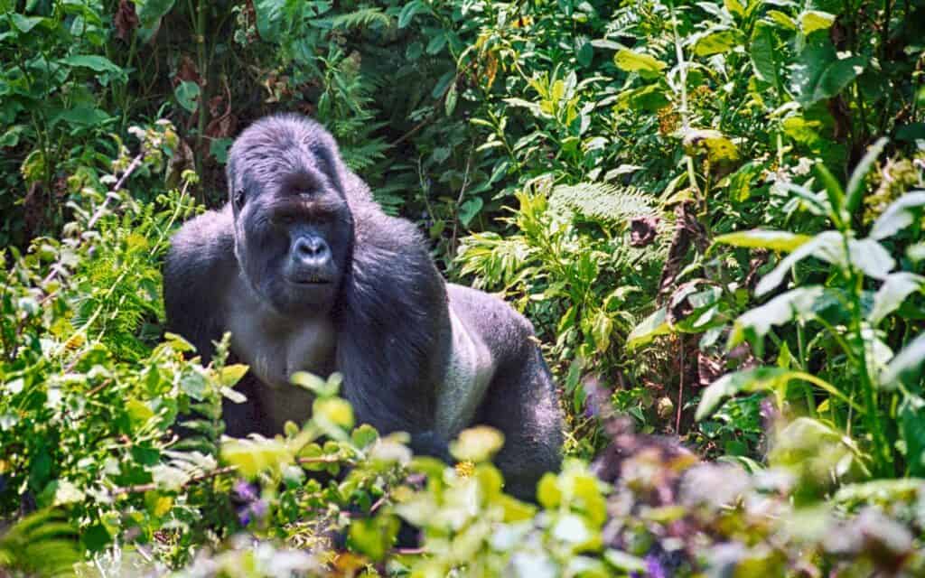 Mountain Gorilla in Volcanoes National Park, Rwanda | Photo credit: Nyiragongo from Getty Images via Canva