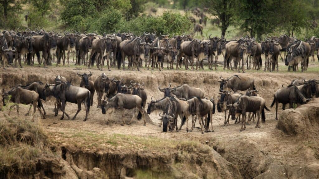 Wildebeest in Serengeti National Park | Photo credit: Life On White via Canva