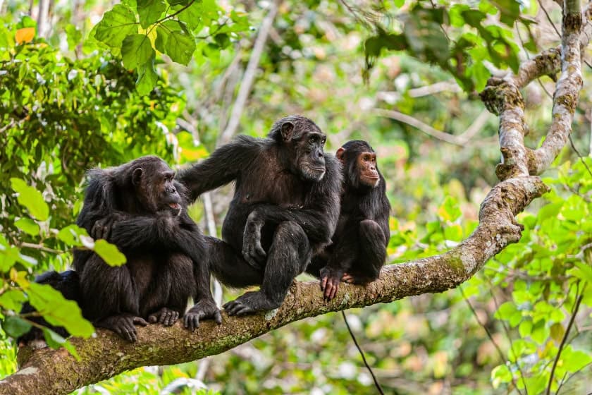 Chimp Family in Mahale Mountains National Park, Tanzania Photo credit Gary Sandy Wales