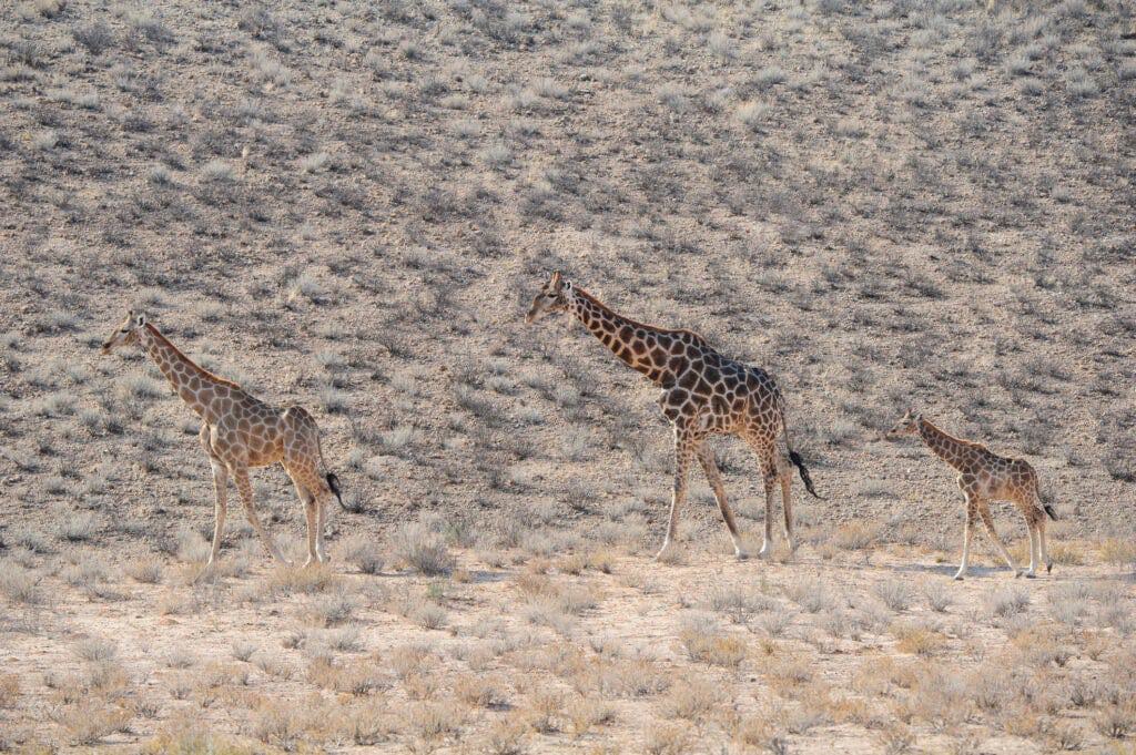 Three giraffes walking in the bushveld