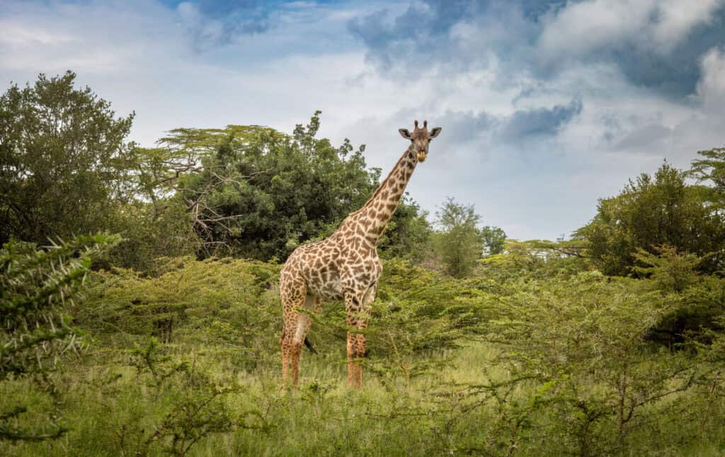 A female Masai giraffe in Nyerere National Park in southern Tanzania