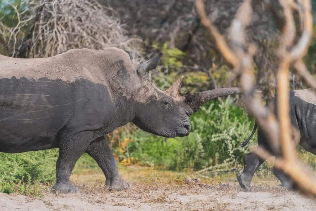 A rhino in Etosha National Park.