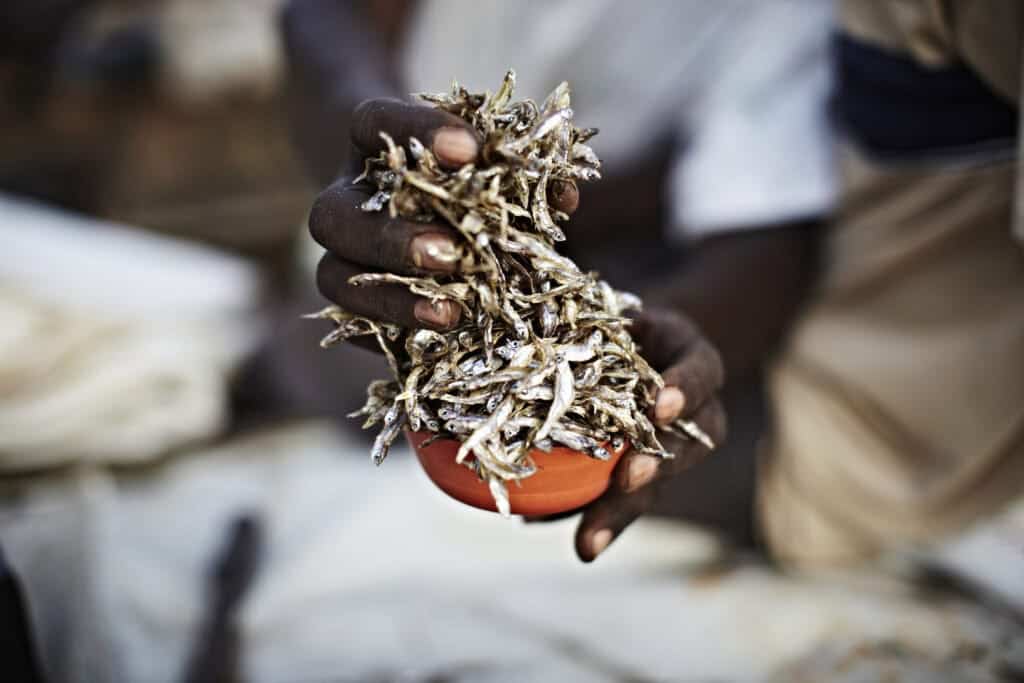 A man holding a popular Zimbabwean dish called Kapenta fish. Photo: Getty Images