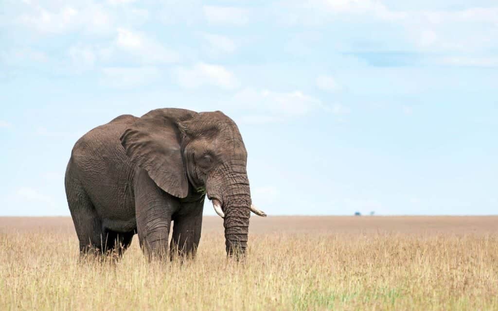 A single elephant in the Masai Mara, Kenya Photo: pilesasmiles via Getty