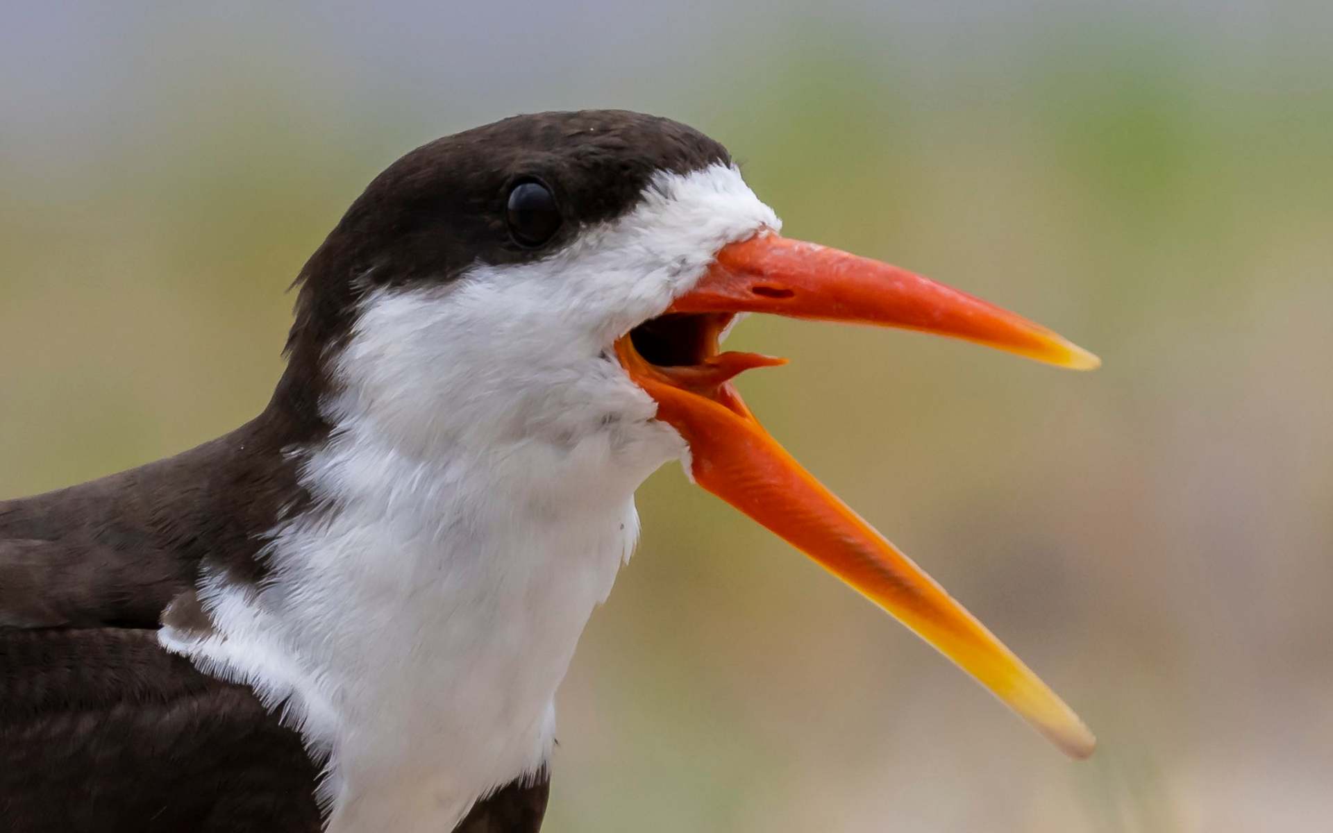 African Skimmer | Photo: DaBearMedia via Getty