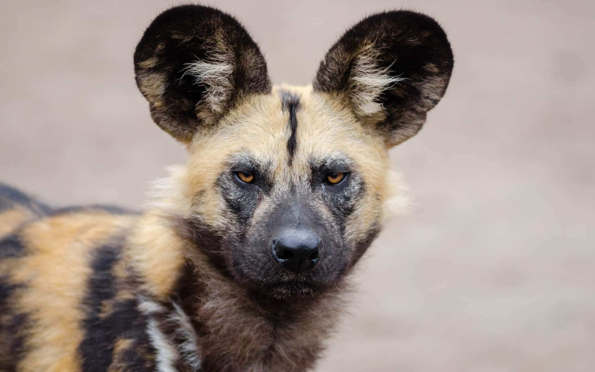 African Wild Dog | Photo: FotoshopTofs via pixabay