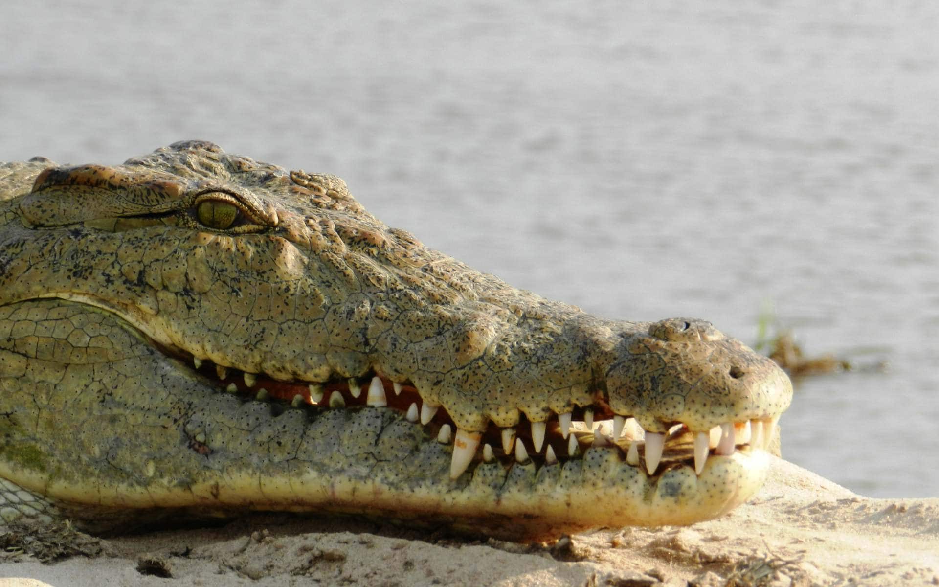 Crocodile on the Rufiji riverbank, Nyerere National Park, Tanzania | Photo: silentstock639 via Getty