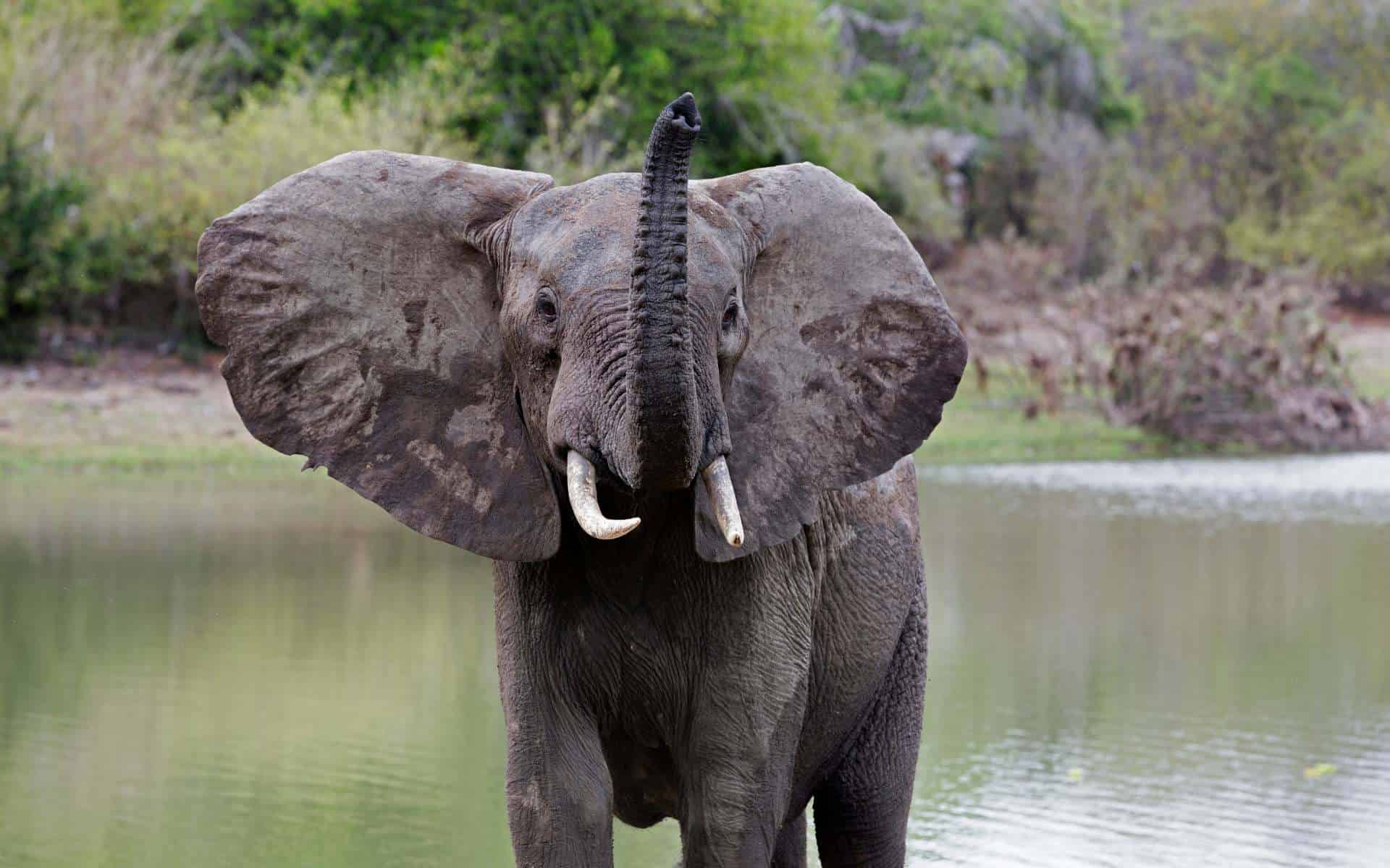 Elephant at the Nyerere National Park, Tanzania | Photo: JJS-Pepite via Getty