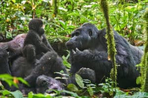 Family of gorillas including a baby in dense green vegetation in Uganda. 