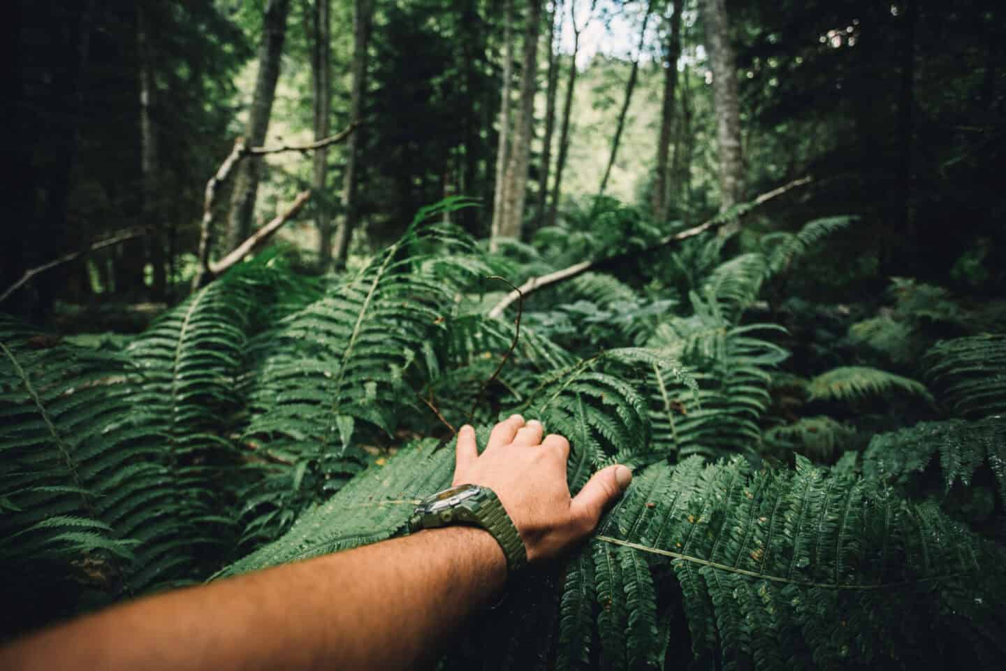 un bras écarte les feuilles devant lui dans une jungle