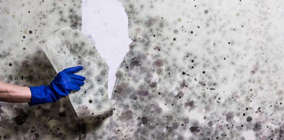 mold removal and remediation