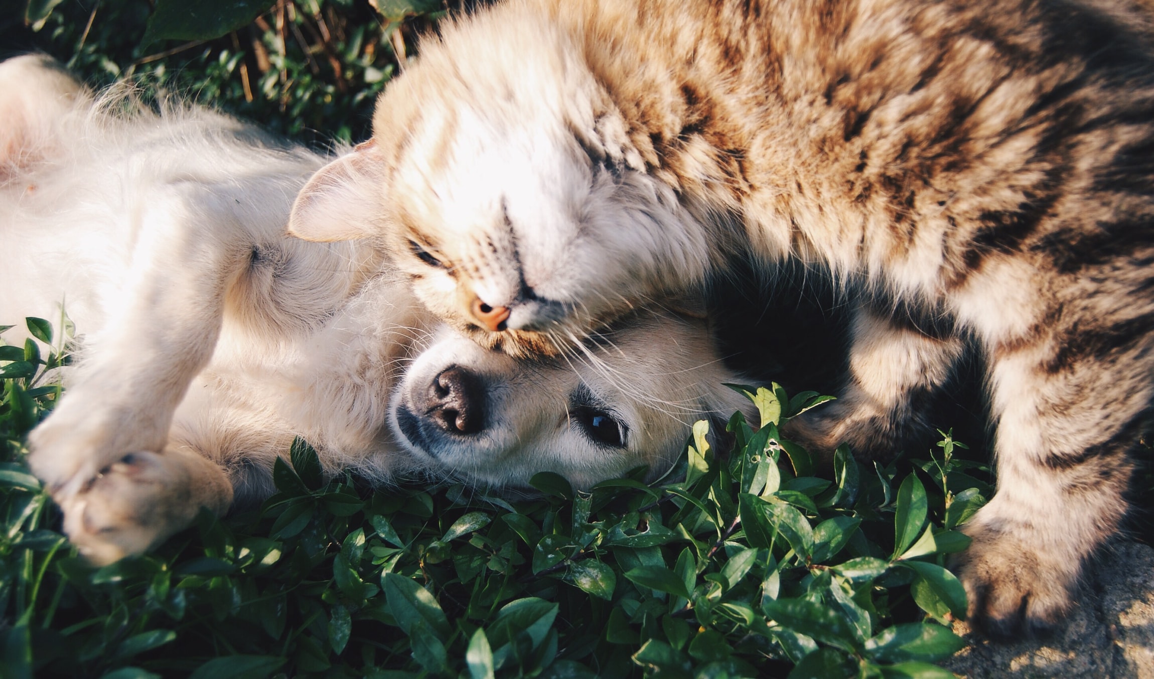 Pet stain removal tactics!