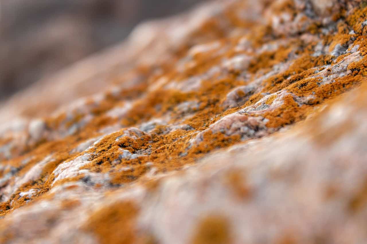 Learn more about expert mold removal.