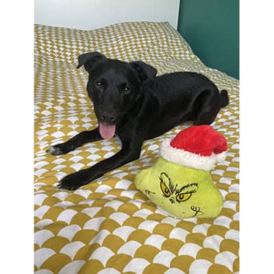 Fizz Creations Grinch Pet Toy With Dog