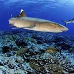 Blancpain Ocean Commitment Partner of the NATIONAL GEOGRAPHIC PRISTINE SEAS initiative
