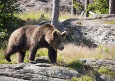 Brown bear