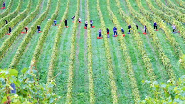 A wide angle photograph of a line of workers picking fruit from rows of grapevines.