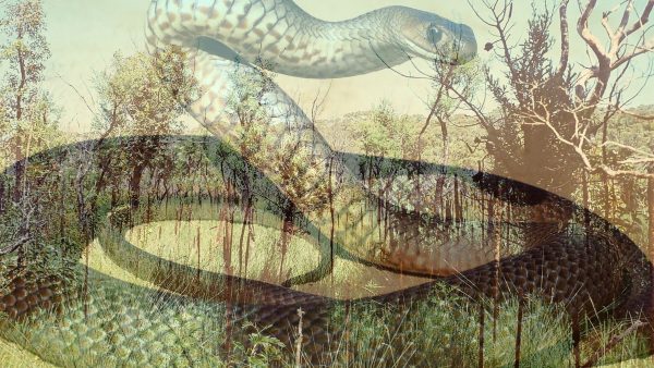 An image of an eastern brown snake superimposed over a shot of low coastal bushland