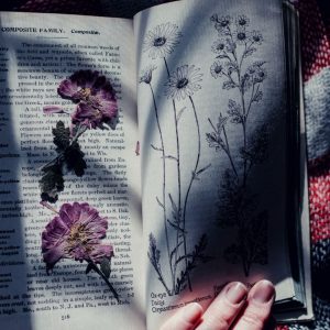 A hand resting on an open book, which is lit with dappled shadow. Two pressed pink flowers sit on the left page