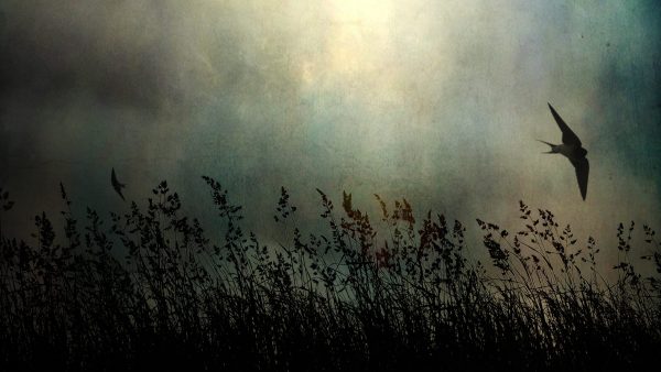 A single bird flying above long grass, sillhouetted against a cloudy sky with sunlight breaking through.