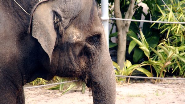 an elderly elephant viewed in profile.