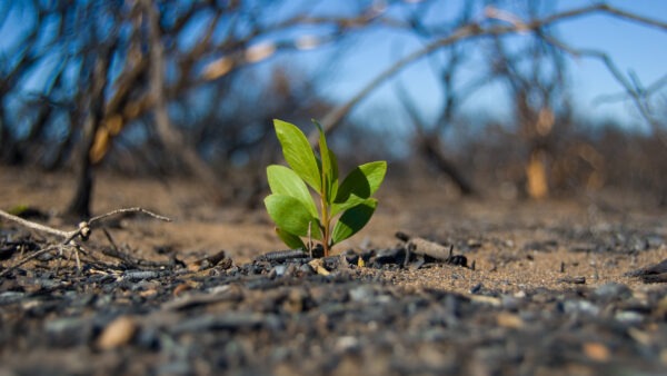 A seedling growing out of the charred ground after a bushfire.