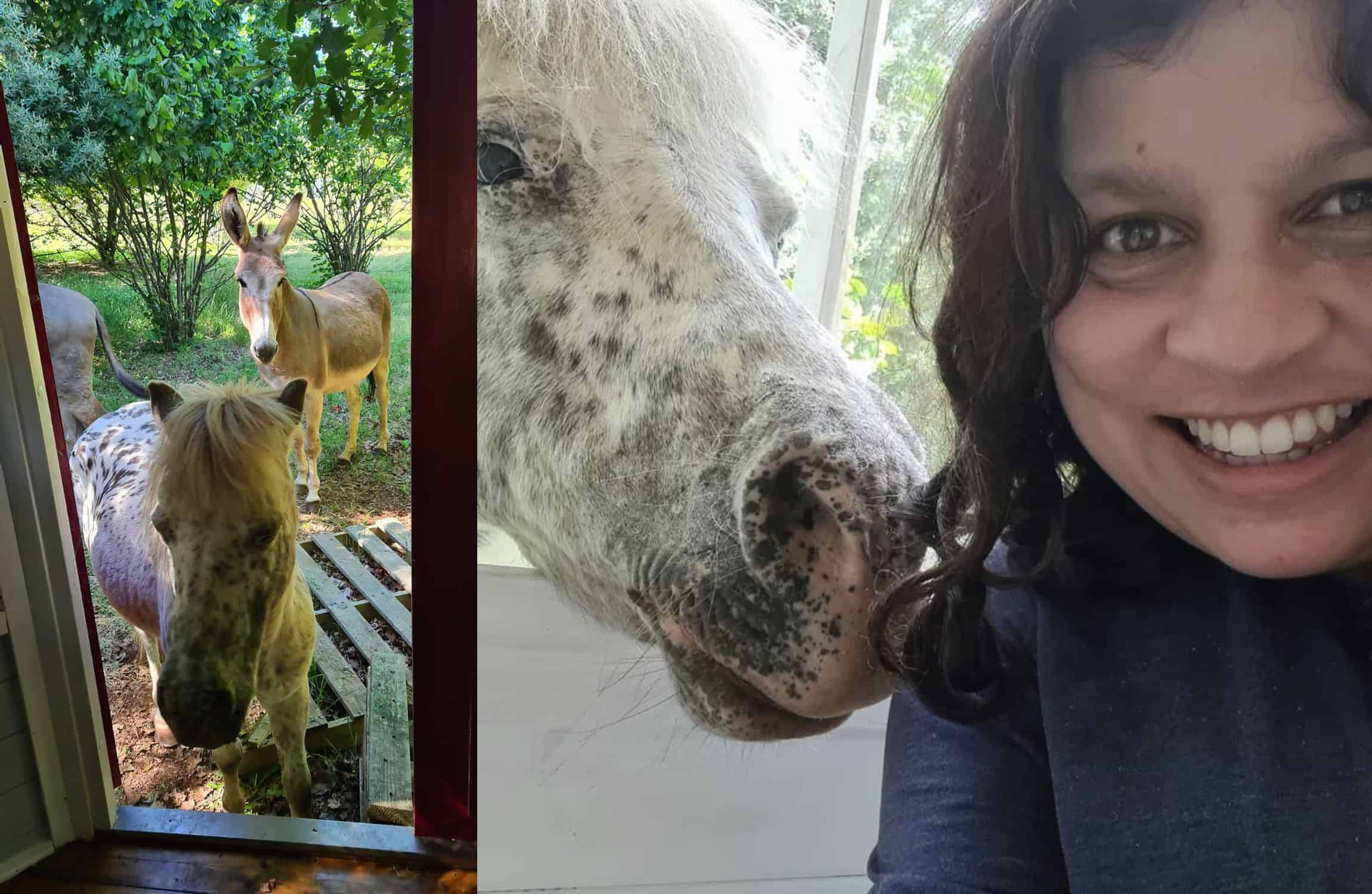 Left: A horse and a donkey. Right: Sulari and her horse.