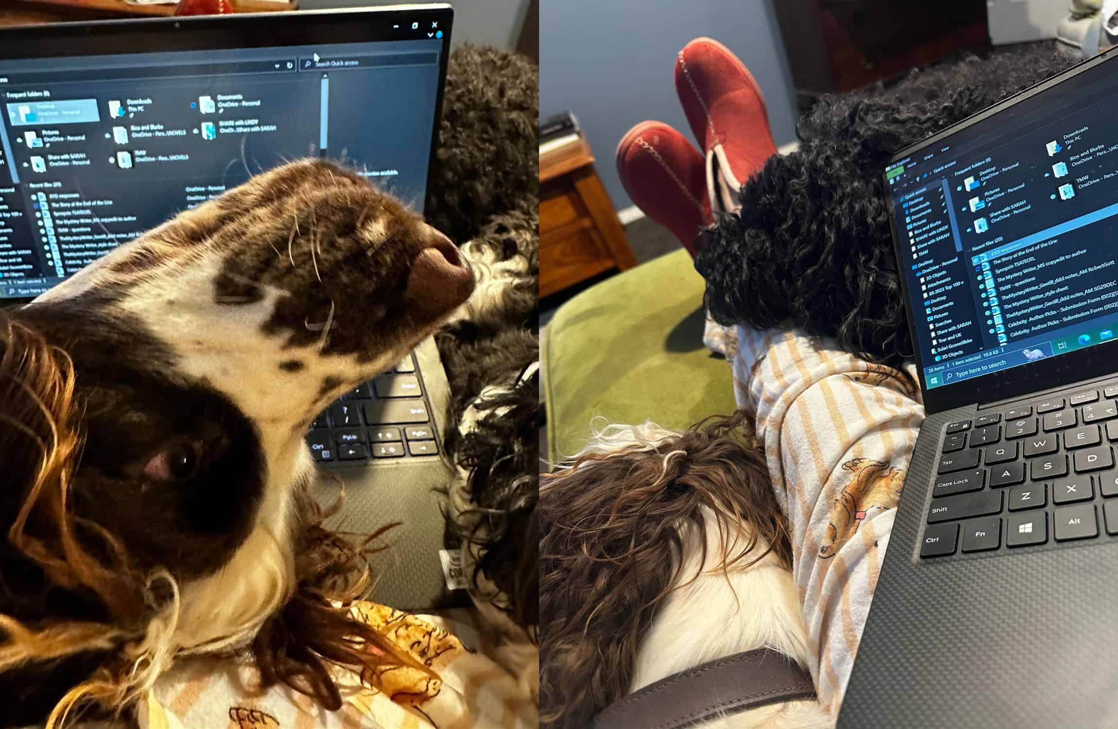 The author's lap, on which sits a laptop and the heads of her two dogs.