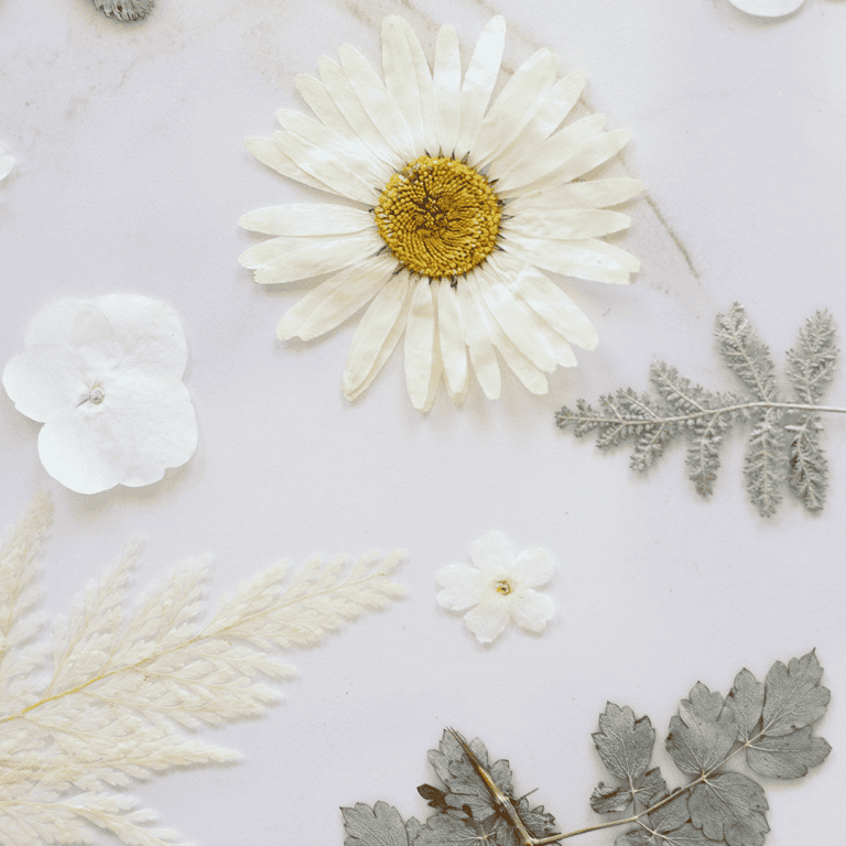white pressed flowers and soft green leaves