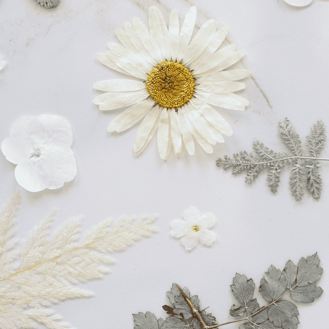 white pressed flowers and soft green leaves