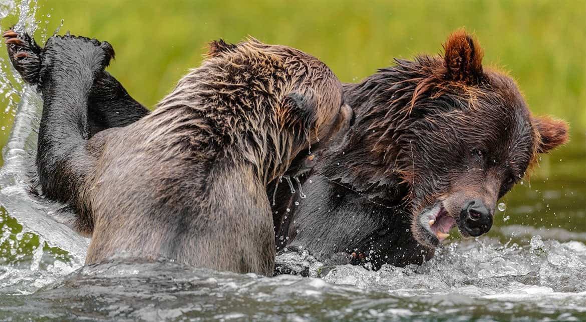 Il Santuario Degli Orsi Khutzeymateen
