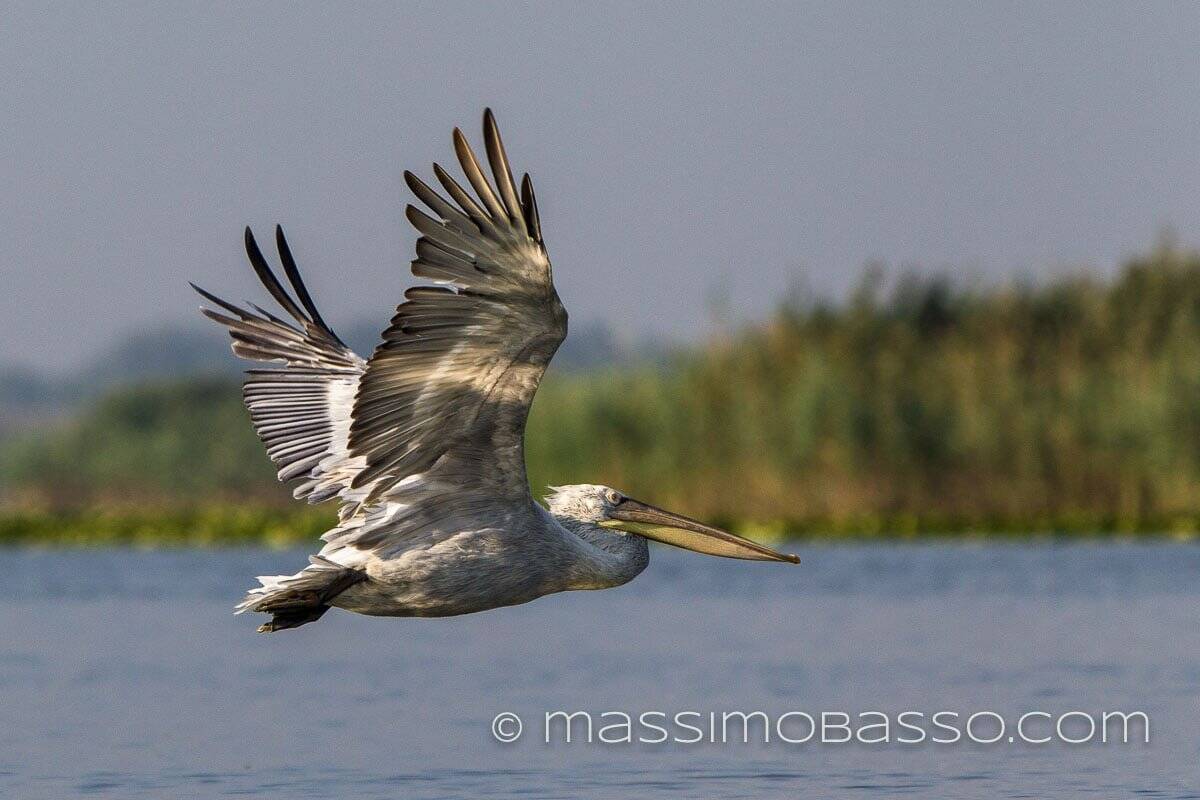 Pellicano Pelecanus Onocrotalus