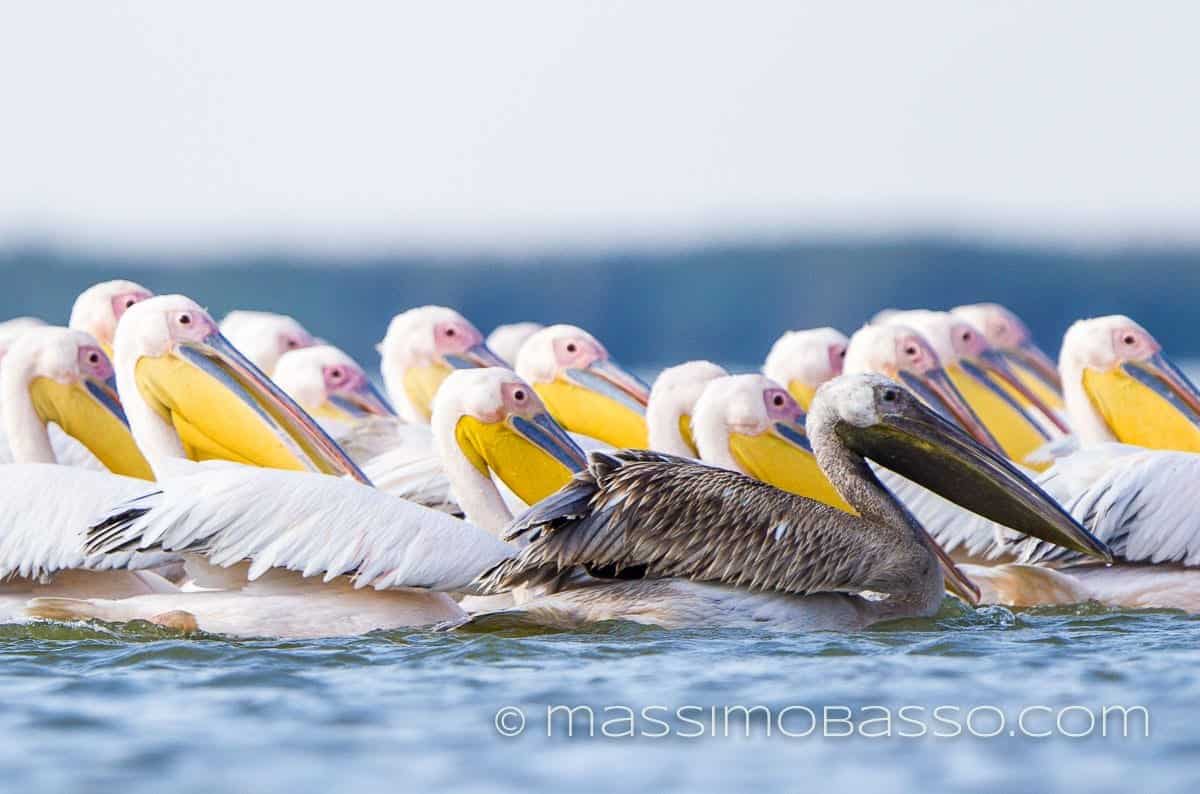 Pellicano Pelecanus Onocrotalus