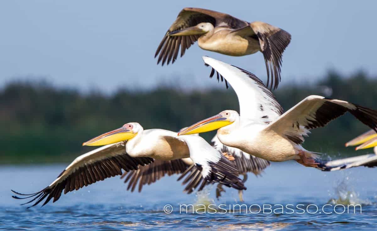 Pellicano Pelecanus Onocrotalus