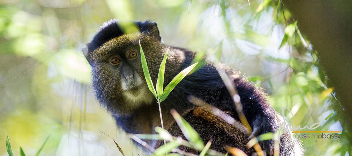 Primati In Uganda: Gorilla E Tante Altre Specie &Raquo; Https://Www.massimobasso.com/Primati-In-Uganda/