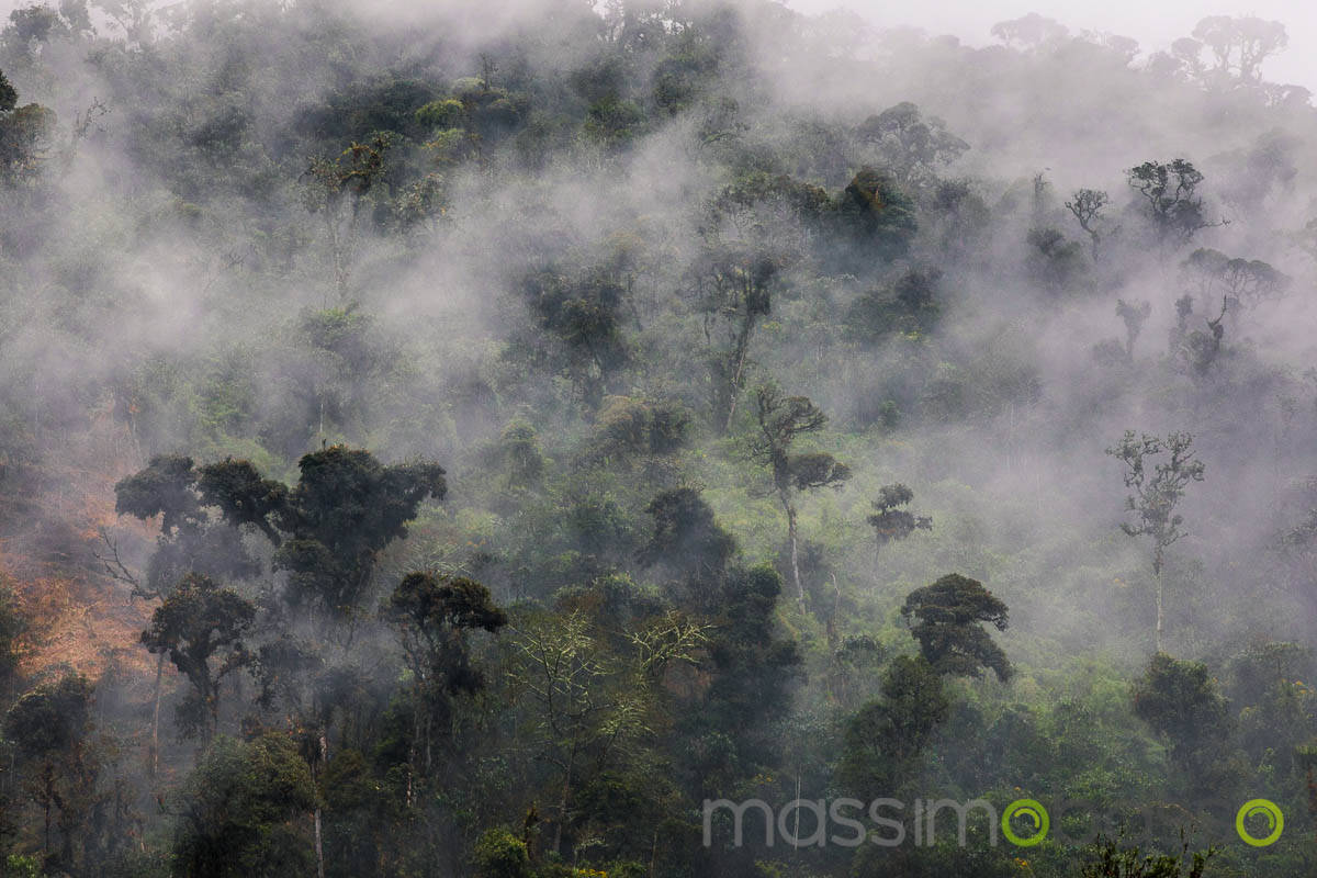 Birdwatching Ecuador Papallacta Quito Guango Lodge -1