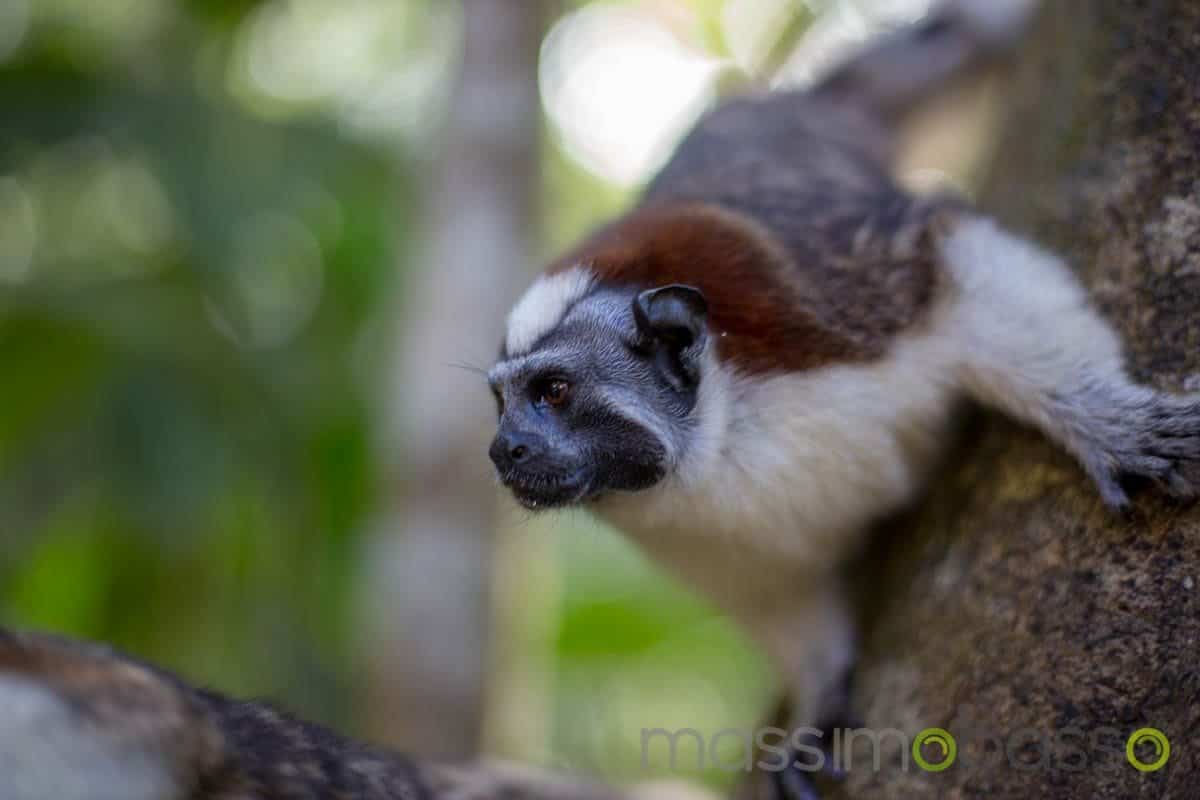 Viaggio A Panama Gamboa Nel Parco Soberania - Massimo Basso