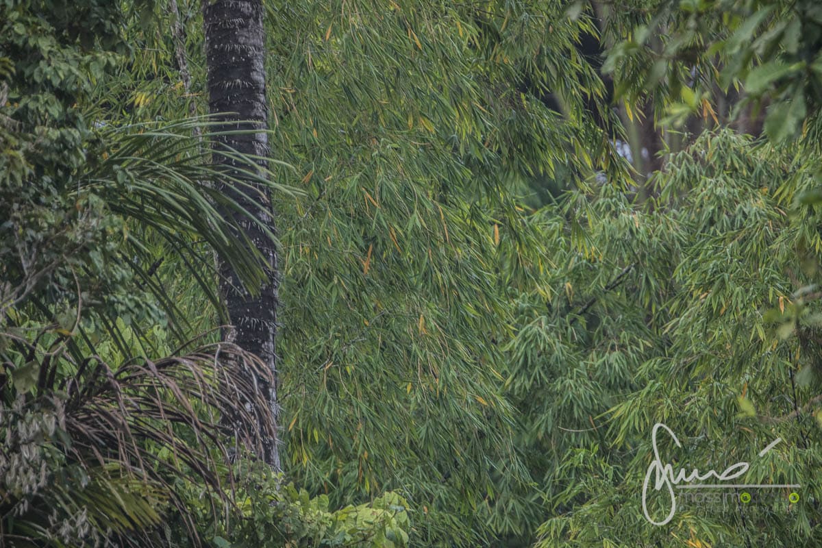 Parco Nazionale Yasuni Amazzonia Ecuador Clay Licks