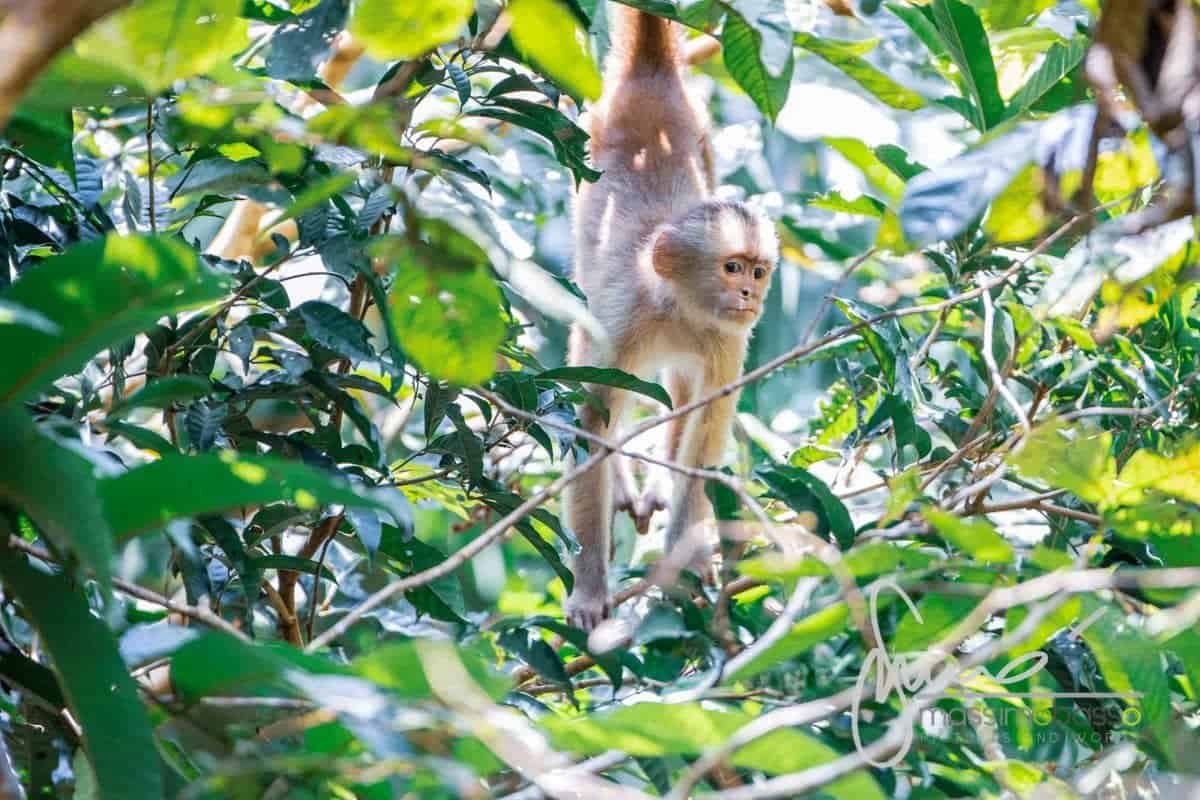 Escursione In Canoa Nella Foresta Amazzonica