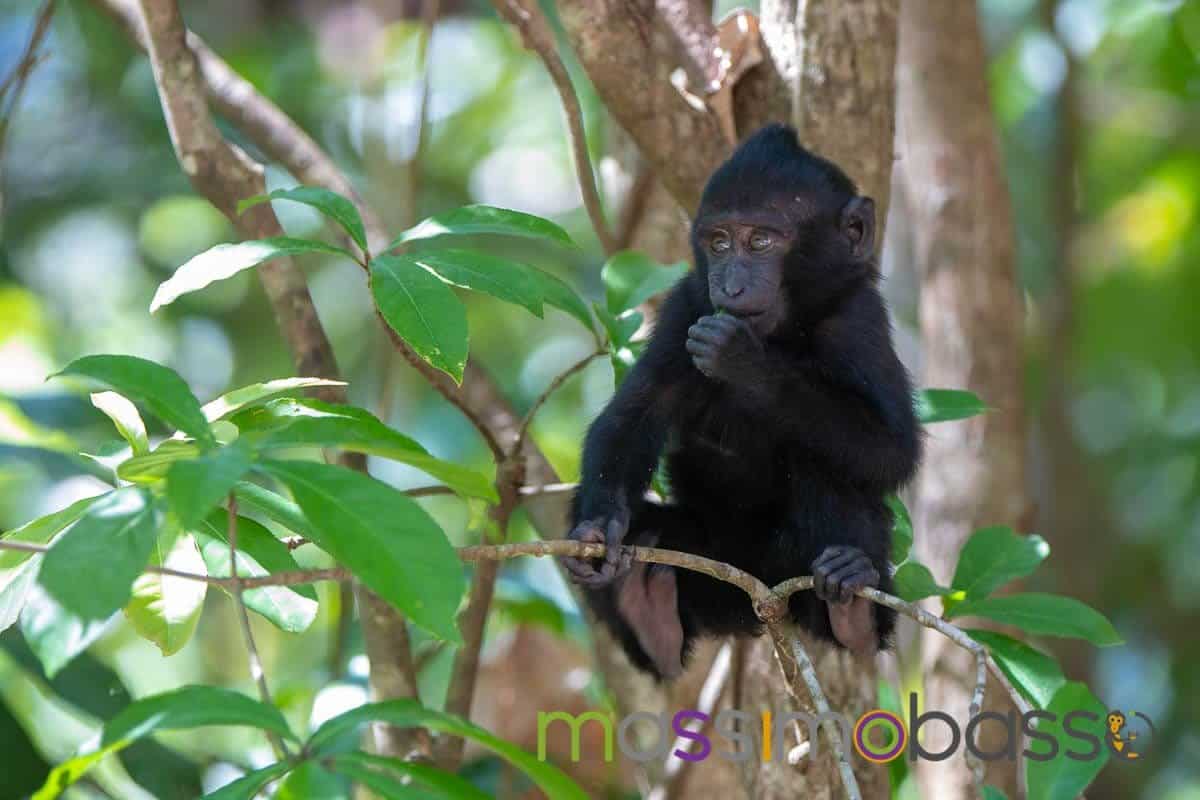 Riserva Tangkoko Macaco Nero Tarsio Spettro