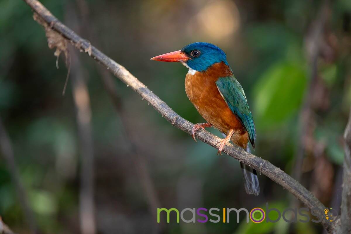 Riserva Tangkoko Macaco Nero Tarsio Spettro