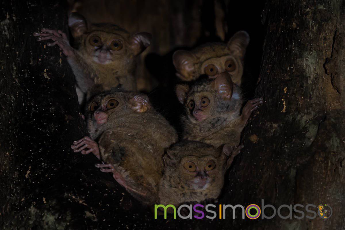 Riserva Tangkoko Macaco Nero Tarsio Spettro