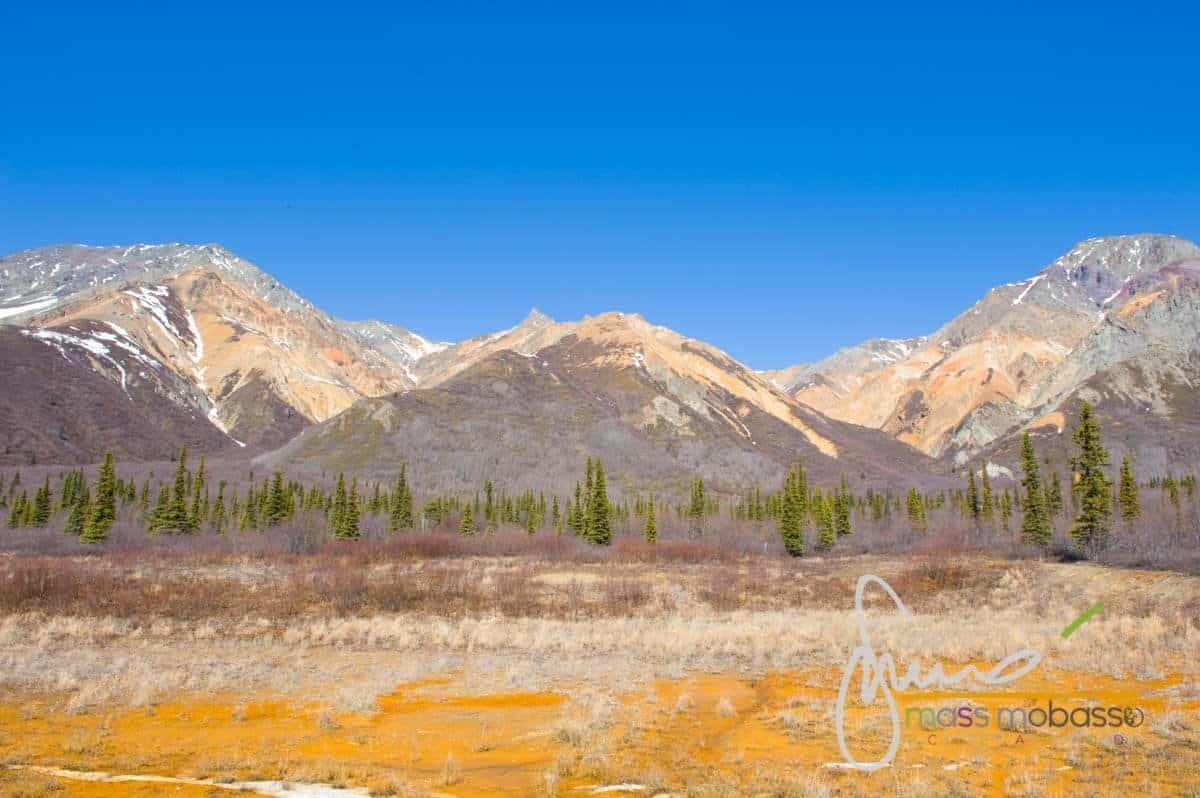 Immagini Dall'articolo Alaska In Primavera Un Itinerario Di Viaggio Insolito