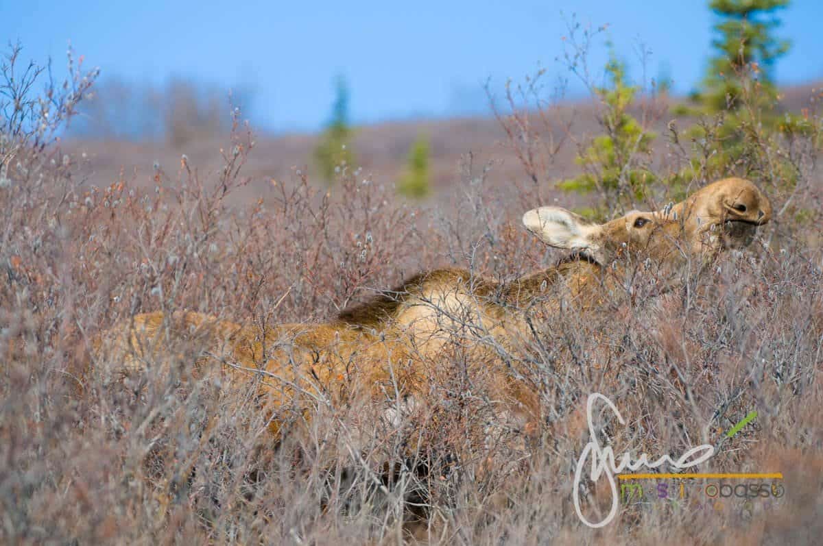 Immagini Dall'articolo Alaska In Primavera Un Itinerario Di Viaggio Insolito